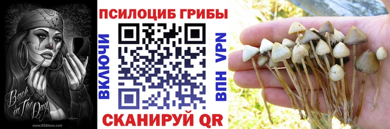 Галлюциногенные грибы Psilocybe  Купить  Вышний Волочёк 